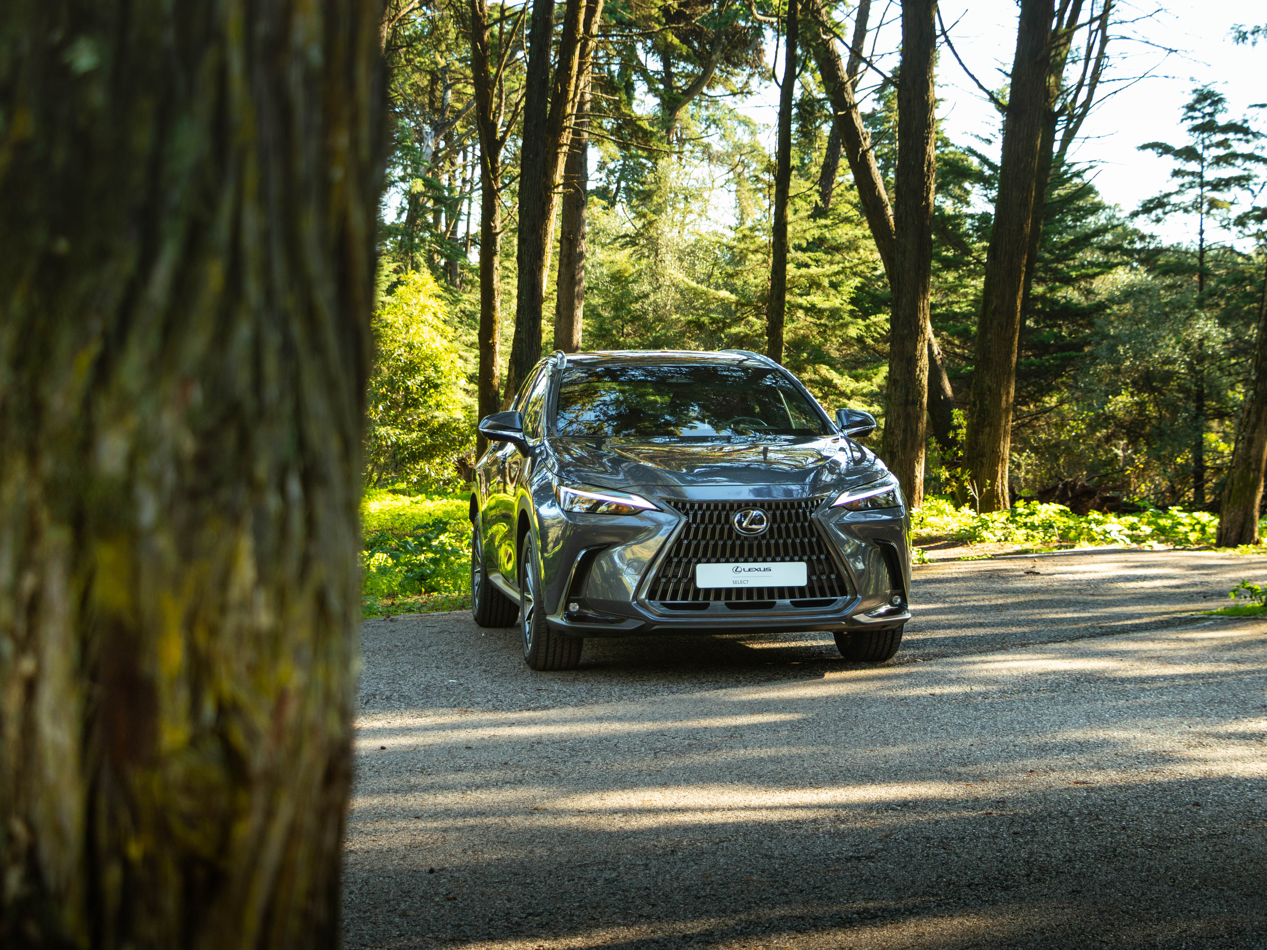 LEXUS NX350H NX 350h Executive Plus